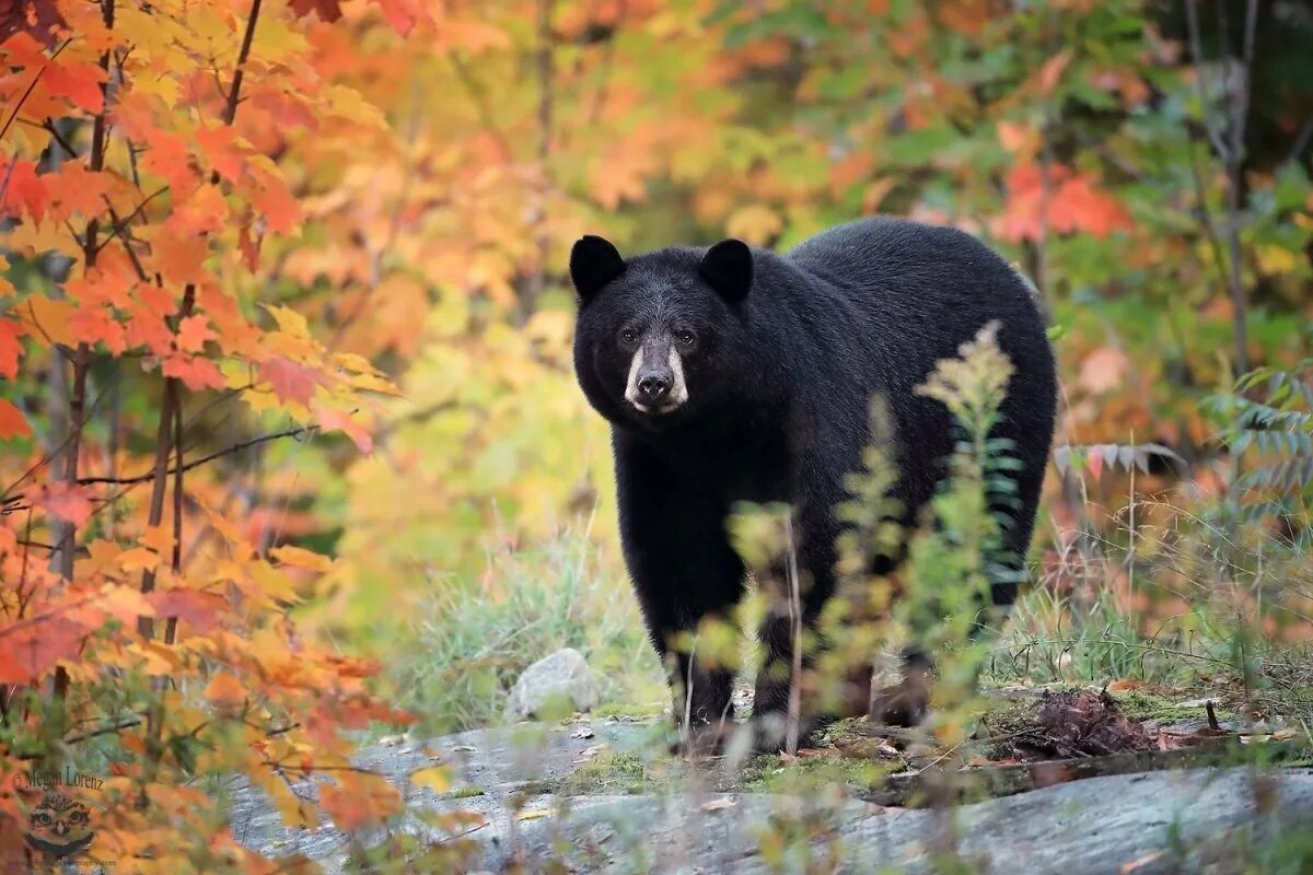 медведь осенью. африканский медведь. медведь 8 букв. медведь фото. медведь гризли.