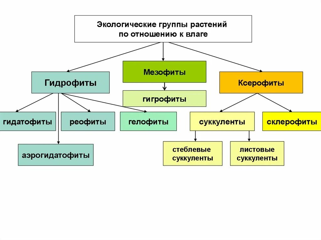 Экологическая группа ксерофиты. Экологические группы по отношению к влажности. Схема экологические группы растений. Классификация растений по отношению к влажности. Растения мезофиты ксерофиты гигрофиты.