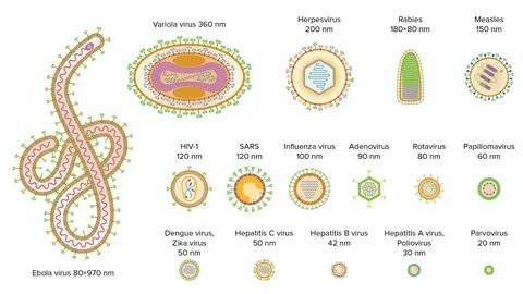 Common virus