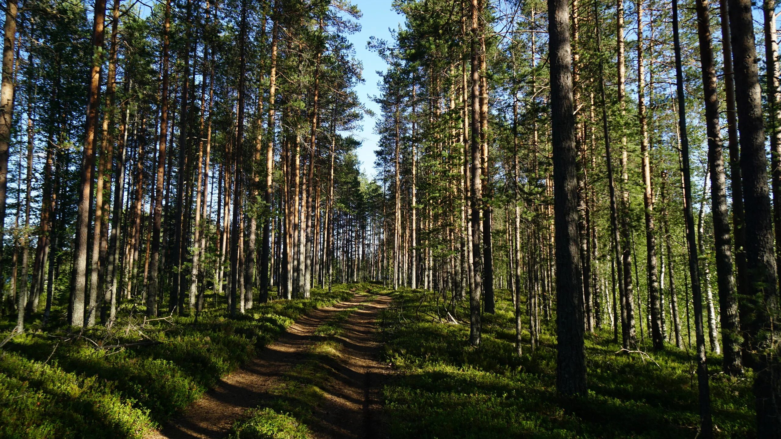 Поселок лесной ульяновская. П мулловка. Поселок лесной ульяновская. Поселок лесной ульяновская область. Поселок лесной ульяновская.