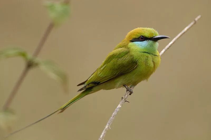 Зеленая птичка название. Зеленая птица. Маленькие зеленые птички. Желто зеленая птичка. Птица оливкового цвета.