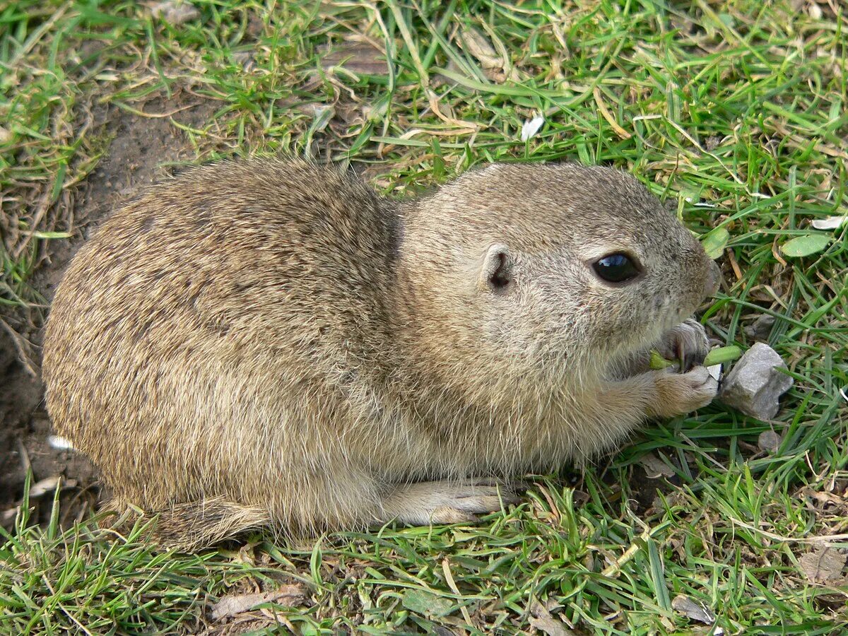 Суслик среда обитания. Европейский суслик (Spermophilus citellus). Даурский суслик. Крапчатый суслик. Суслик Европейский (суслик серый.