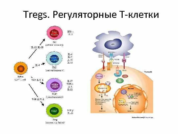 Функции т регуляторных лимфоцитов. Т регуляторные клетки иммунология. Treg лимфоциты. Регуляторные субпопуляции т лимфоцитов. Регуляторные т клетки