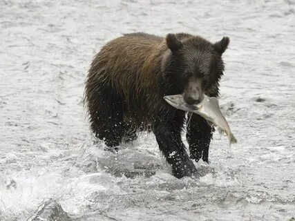 Bears eat fish