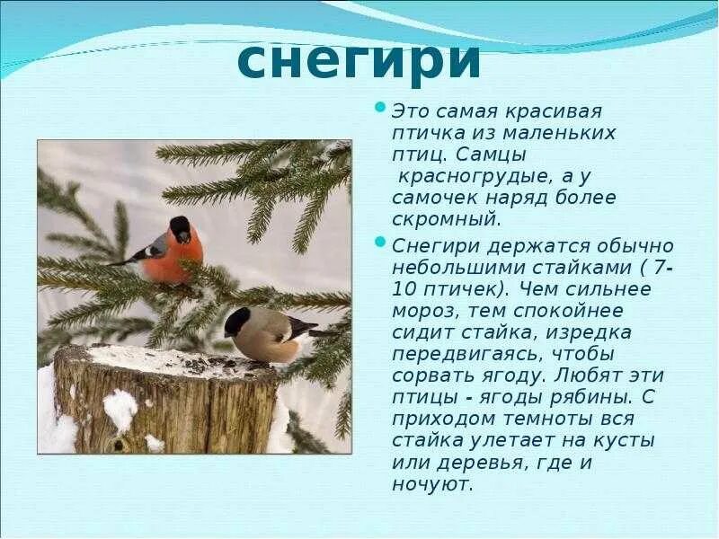 Рассказ о зимующих птицах. Интересные факты о Снегирях. Сообщение о зимующих птицах. Интересные факты о зимующих птицах.