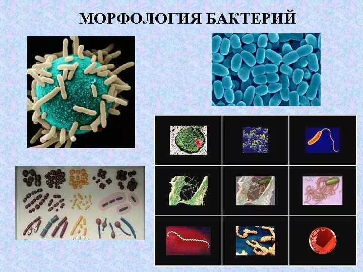 6 групп бактерий. Морфология бактерий. Структура и морфология микроорганизмов. Морфология микроорганизмов микробиология. Морфологические группы бактерий.