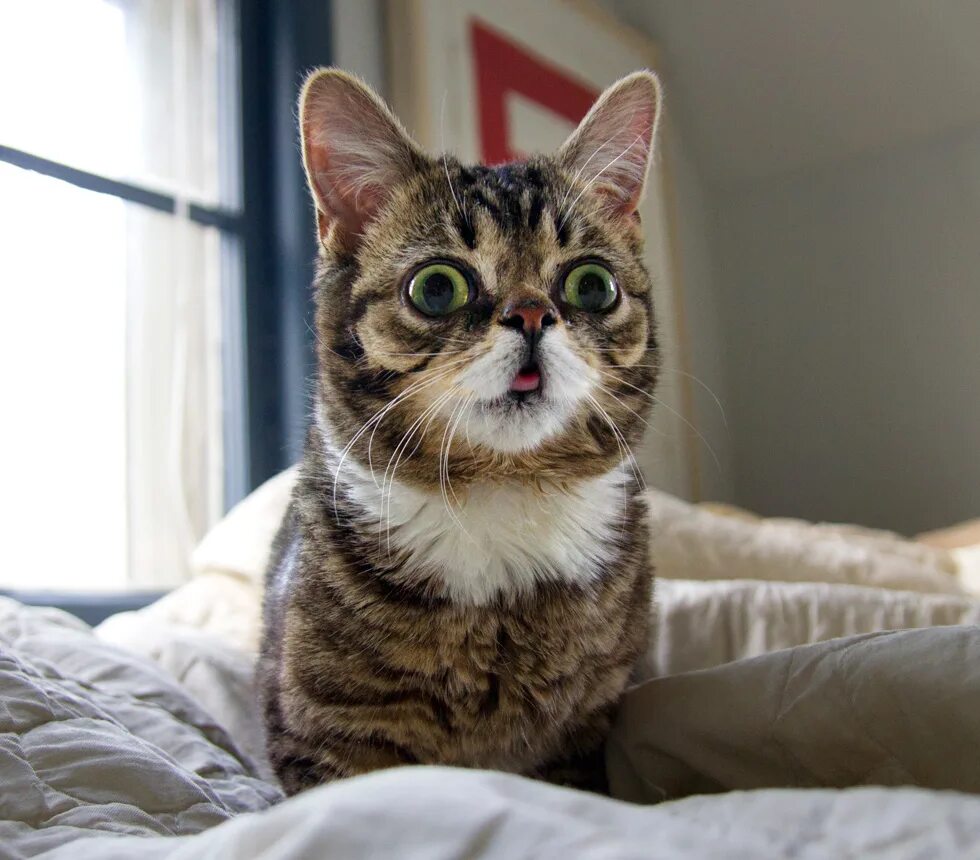 Кот квадратный какая. Кот. Лил баб кошка. Удивленный котик. Кошка с большими удивленными глазами.
