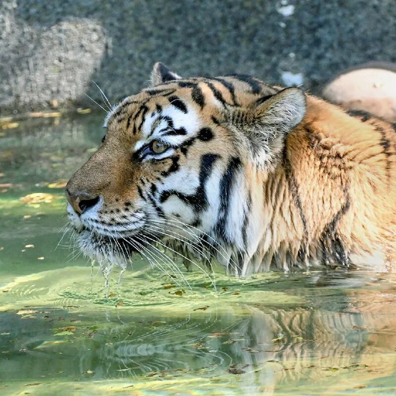 месяц тигра