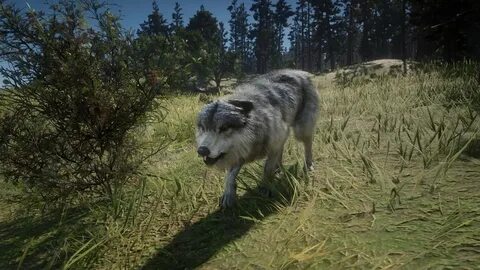 Red dead redemption 2 волки