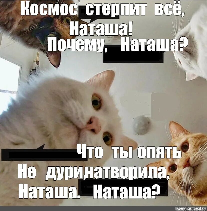 Объясни почему наташа поступила плохо. Наташа и котики. Мем Наташа и коты. С днем рождения Наташа мемы. Шутки про Наташу.