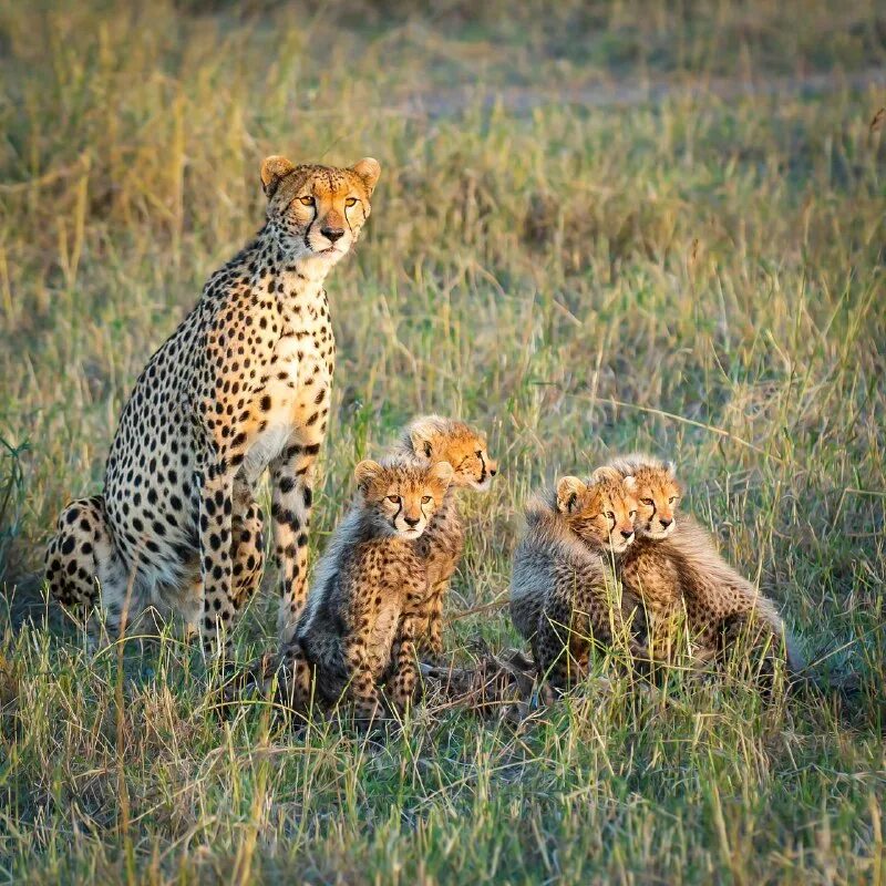 Симулятор семьи гепарда мод. Мод семья гепарда. Мультфильмы про леопардов. Мод семья гепарда. Симулятор семьи гепарда.