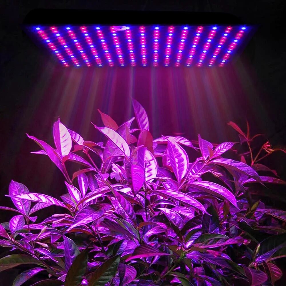 Фитолампа led grow Light. Фито лампа для растений del grow Light. Фитолампа полный спектр для растений. Фитолампа Эра 100вт. Розовый свет для рассады