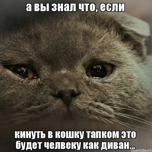 симптомы мочекаменной болезни у котов и кошек. кошка все знает. что хочет сказать кошка. чует кошка чье мясо съела смысл пословицы. специалисты знают что кошка ни.