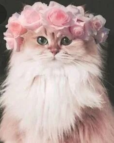 Pea cat