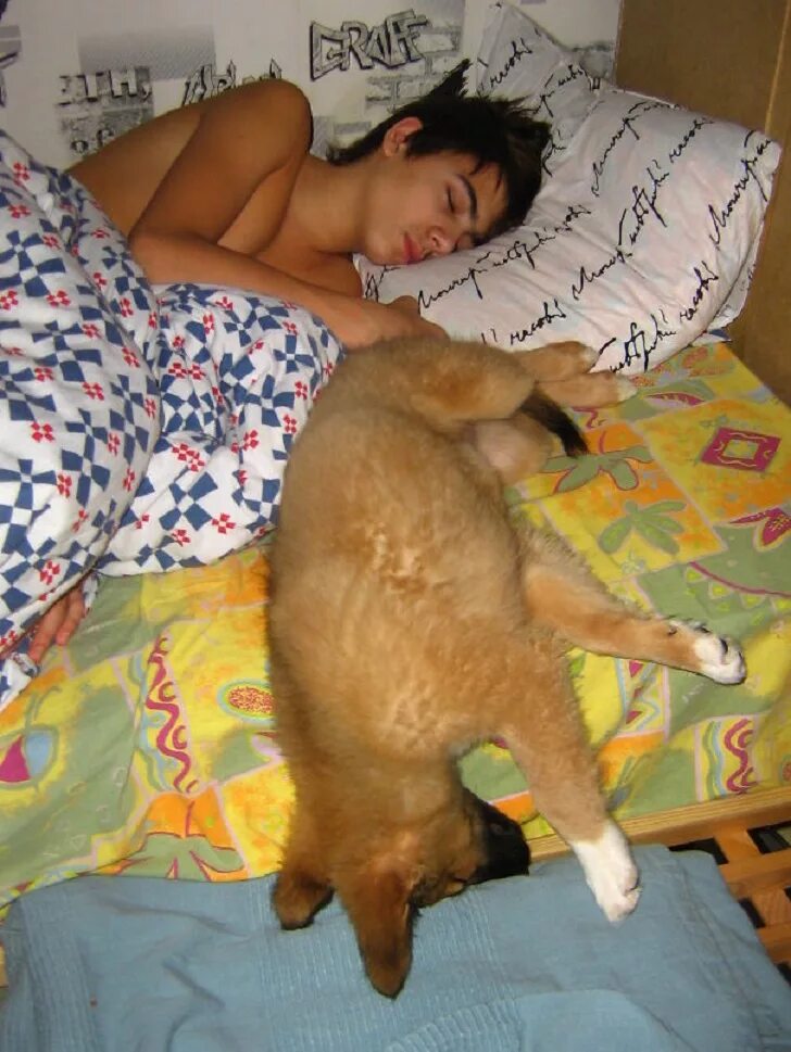 Можно спать с собакой. Собаки которые любят спать. Смешные спящие собаки. Китайские собачки спящие. Кот + собака + человек + спят.