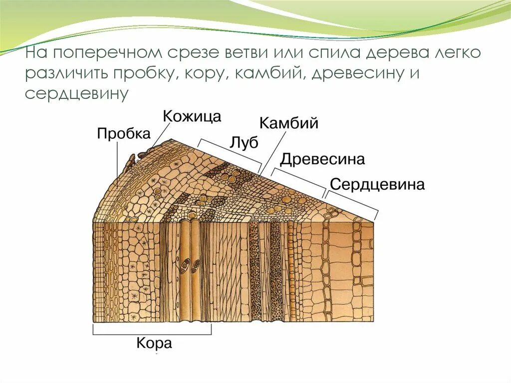 Хочу срез. Строение стебля сосны обыкновенной. Срез ветки.