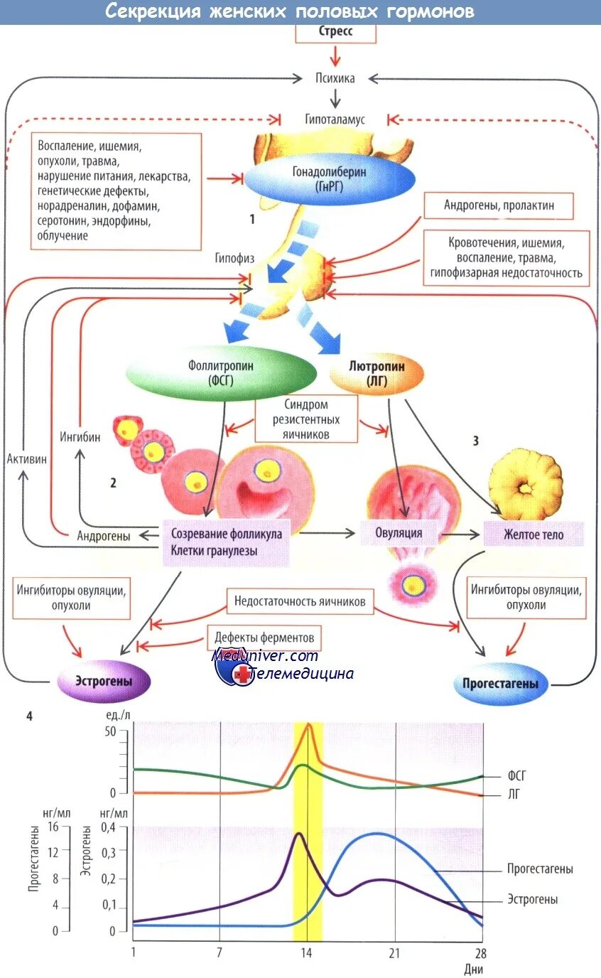 Схема выработки женских гормонов. Секреция женских половых гормонов. Схема выработки гормонов у женщины. Схема половых гормонов. Женские половые гормоны 2