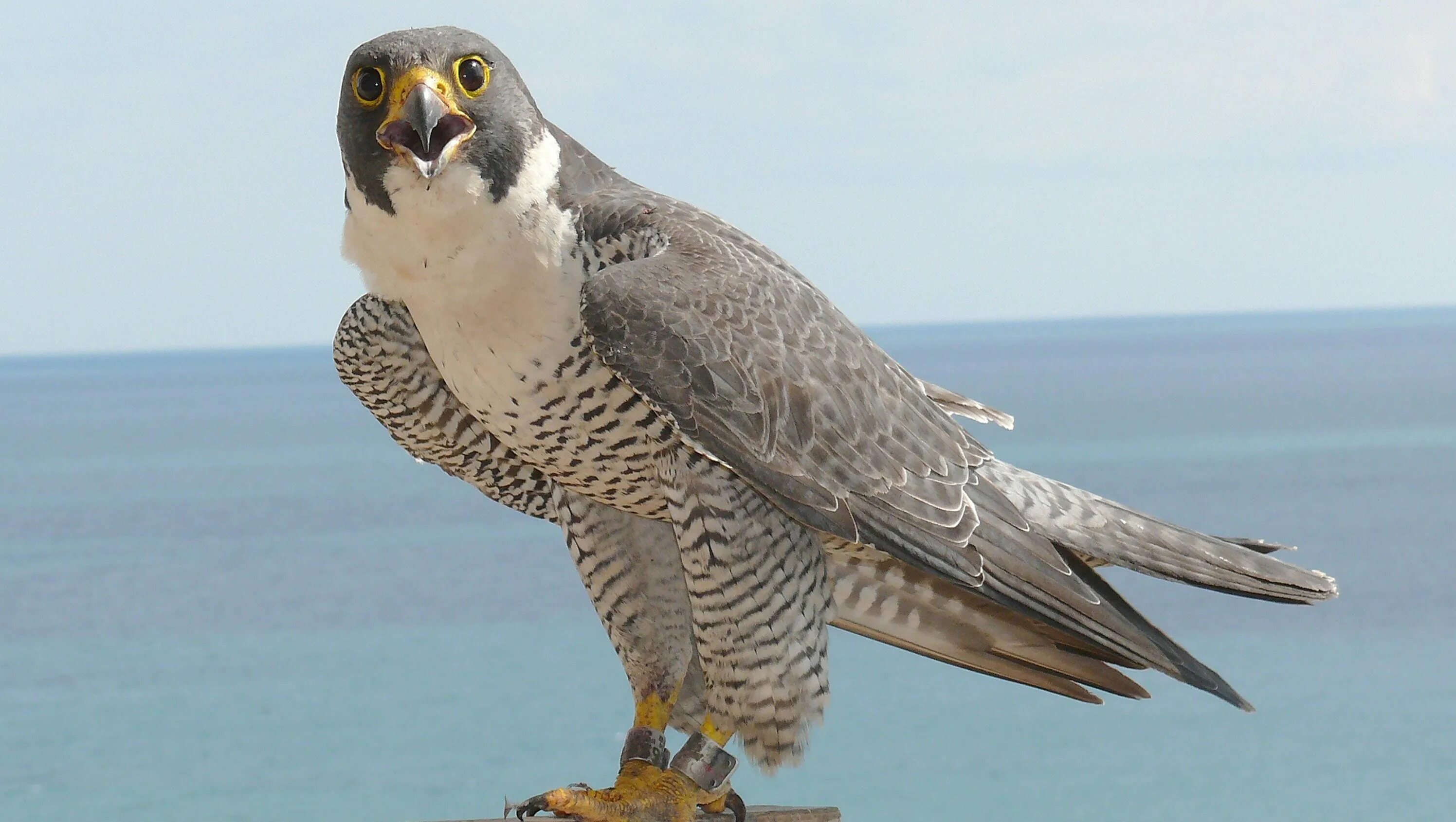 Сапсан птица. Сапсан самка. Сокол Сапсан птица. Сокол Сапсан фото. Fastest bird