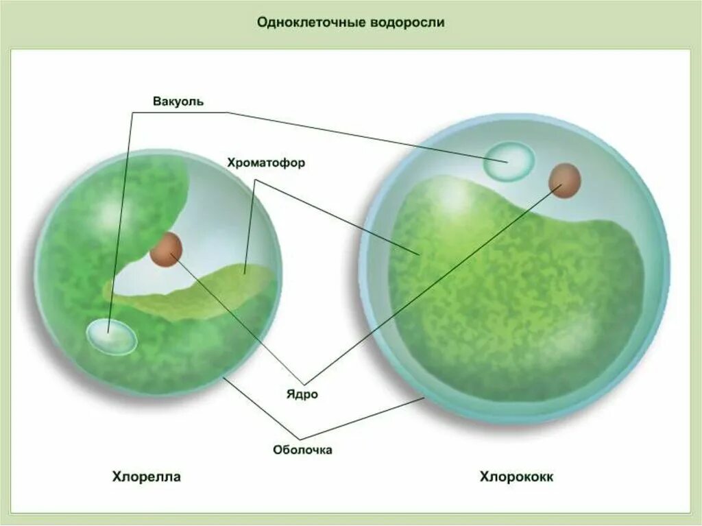 Чем хлорелла отличается от бактерии. Одноклеточная водоросль хлорелла. Строение клеток зеленых водорослей хлорелла. Хлорелла водоросль строение. Строение одноклеточной водоросли хлореллы рисунок.