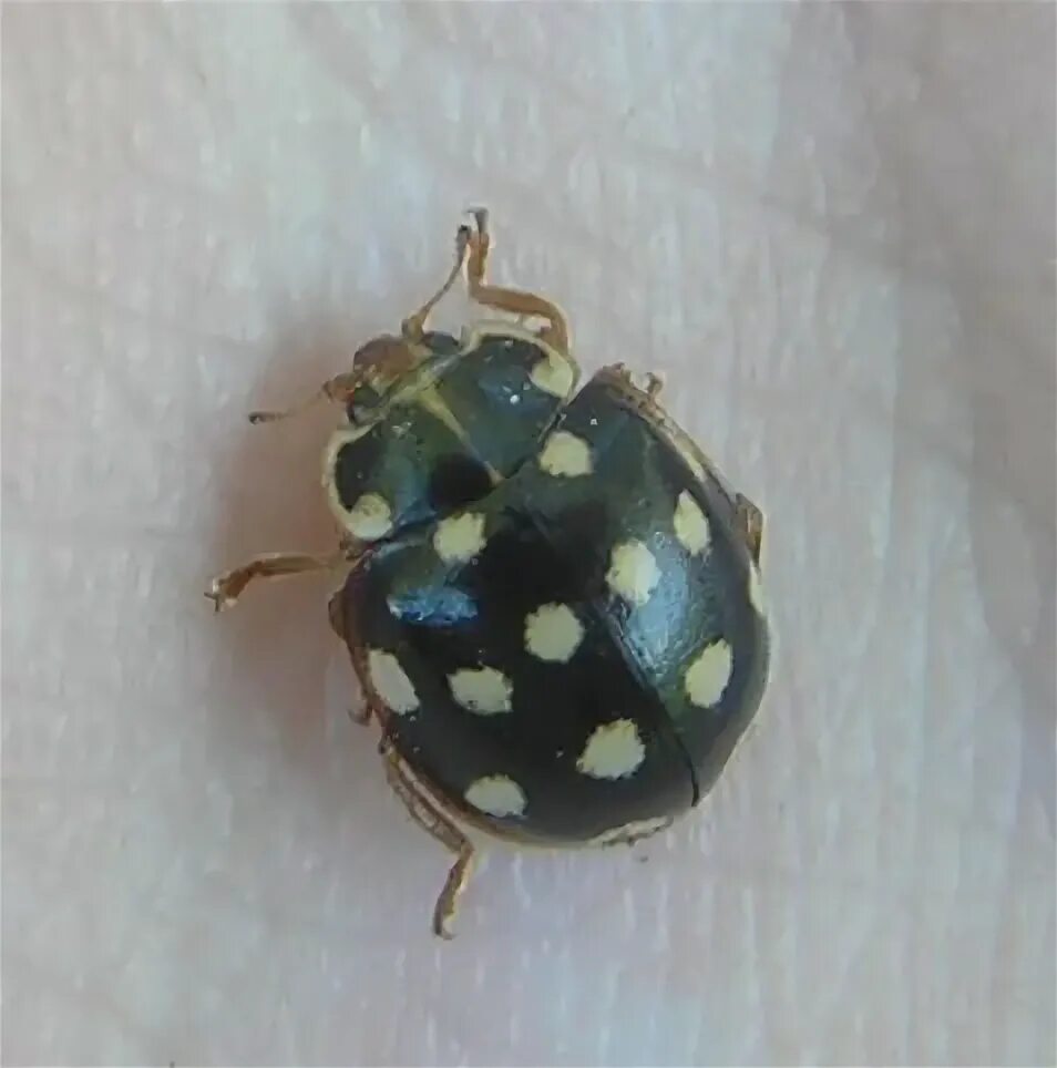 жук плагионотус. черноголовая шпанка жук. черный жук в белую крапинку. двенадцатиточечная божья коровка (coleomegilla maculata). Buprestis octoguttata.