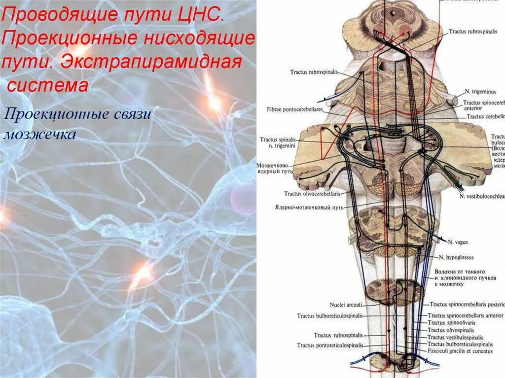 Нисходящий нервный путь. Нисходящие проводящие пути пирамидные. Нисходящие пути ЦНС пирамидные. Экстрапирамидные проводящие пути схема. Проекционные проводящие пути ЦНС.