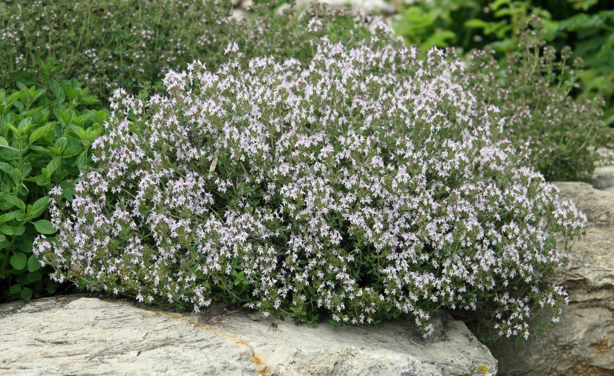 Тимьян зимой. Тимьян обыкновенный. тимьян обыкновенный thymus vulgaris. тимьян ранний &#039;elfin&#039;.