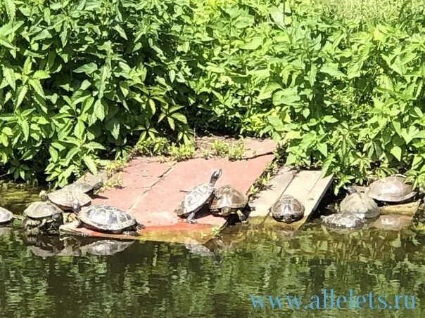 Черепахи в парке галицкого. Черепахи в Петровском парке Елец. Черепаха Елец. Черепахи в Петровском парке. Черепахи в Красногорском парке.