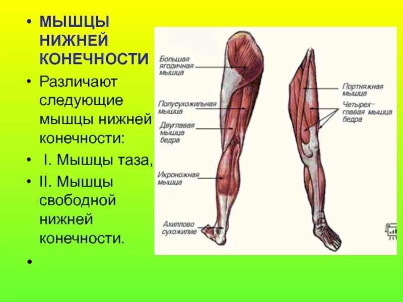 Нижние конечности бедро. Мышцы нижней конечности вид сбоку. Мышцы нижних конечностей человека анатомия. Основные мышцы нижней конечности анатомия.