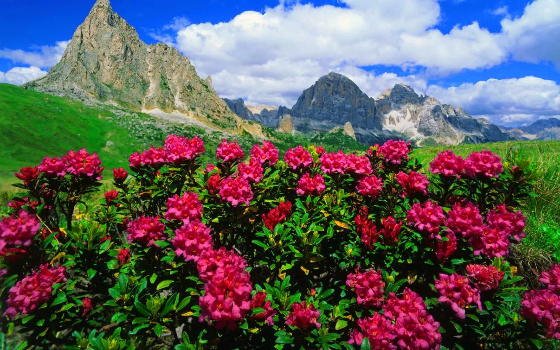 Flowers valley. Рододендрон Приэльбрусья. Рододендрон Лагонаки. Рододендрон гора Фишт. Долина рододендронов красная Поляна.