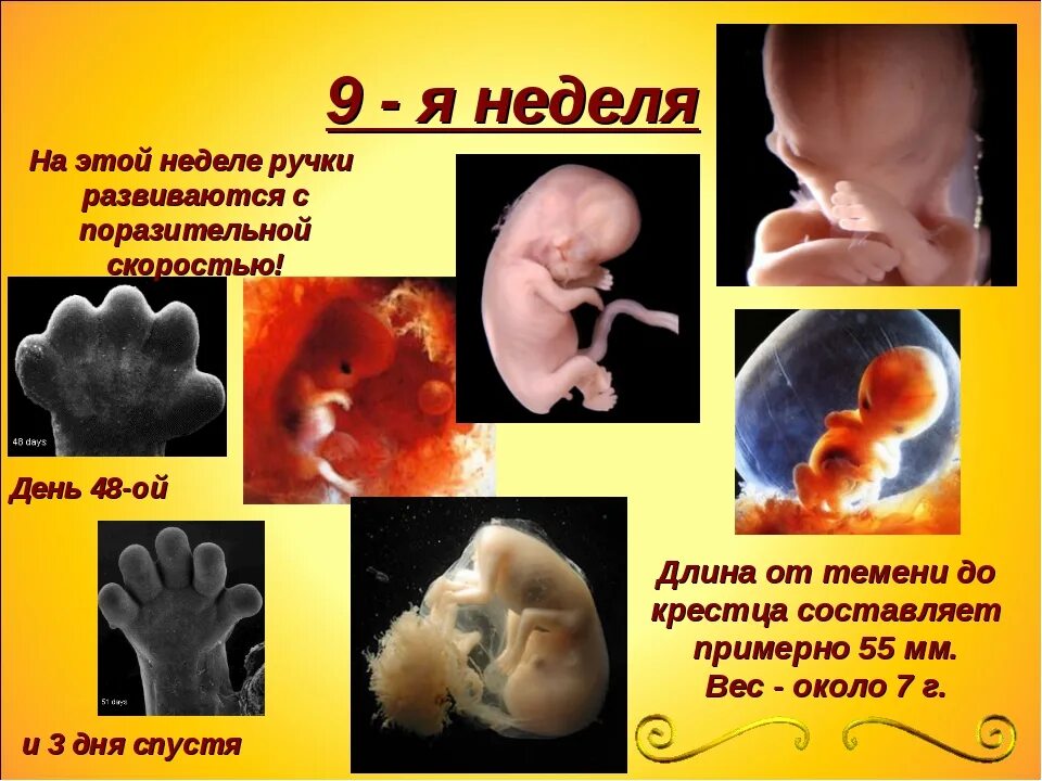 Развитие эмбриона по неделям. Развитие эмбриона потнеделям. Формирование ребенка по неделям в утробе. Развитие зародыша в неделях. 9 неделя б