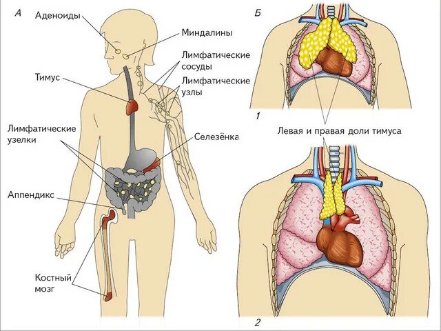 Тимус и лимфатические узлы. Лимфатическая система селезенка. Лимфатические узлы селезенки.
