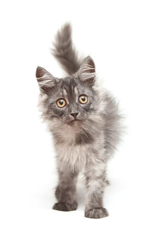 животные кыштым