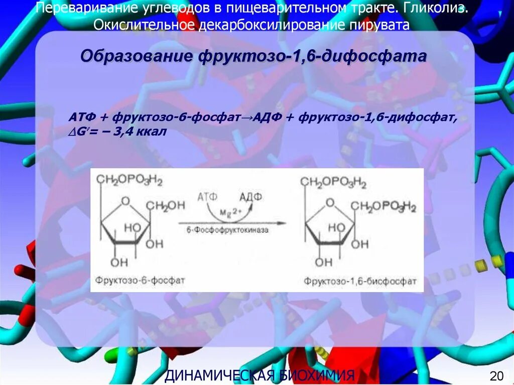 Фруктозо 6 фосфат АТФ фруктозо 1 6 дифосфат АДФ. Окислительное декарбоксилирование пирувата АТФ. Гликолиз декарбоксилирование. Окислительное декарбоксилирование.