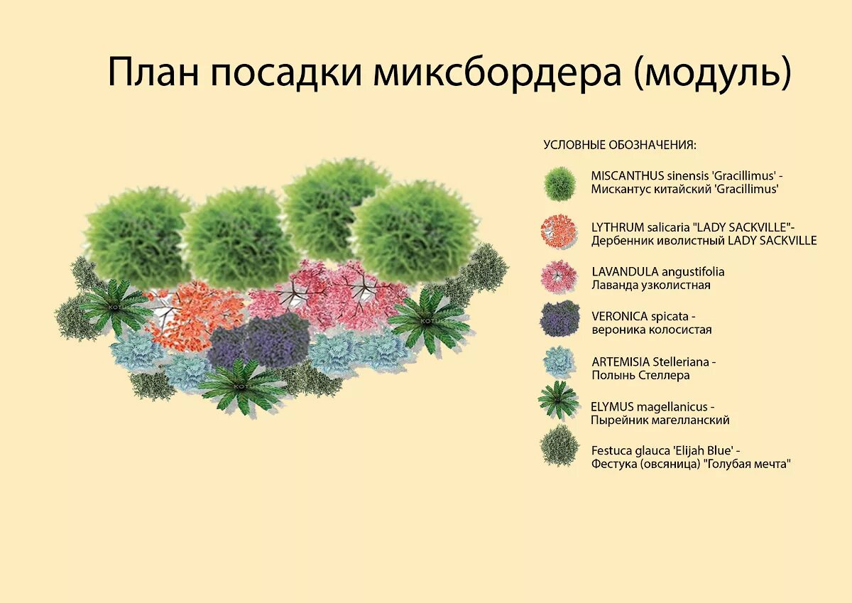 Композиция из хвойных и кустарников схемы посадки. Миксбордер из хвойных и кустарников схемы. Хвойный миксбордер схема. Миксбордер из хвойных и кустарников. Хвойные схема