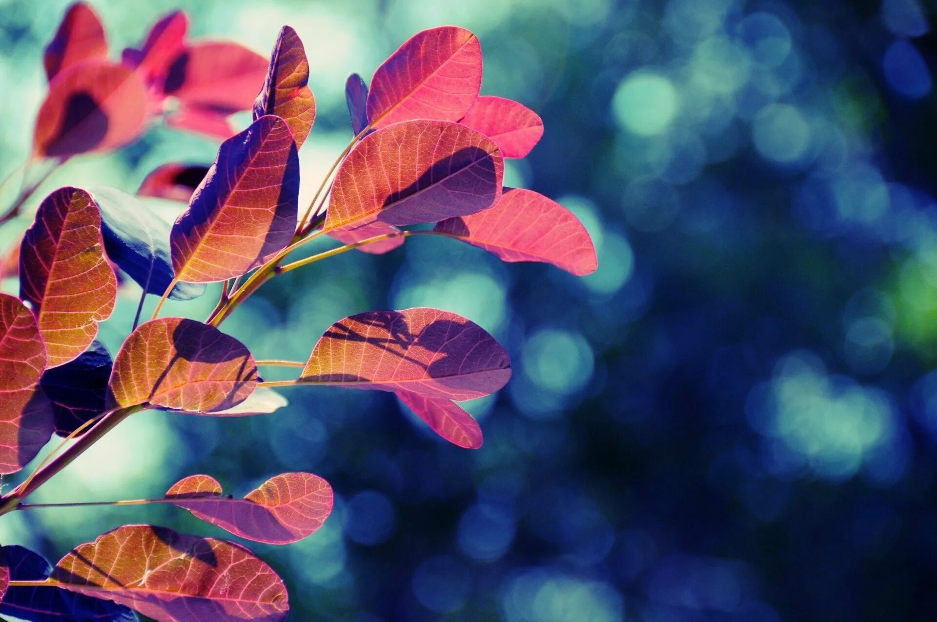 Leaves wallpaper