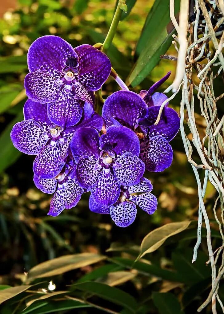 Какие сорта орхидеи
