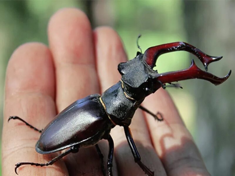 Жук носорог навозник. Жук Рогач. Жук олень Рогач. Жук Lucanus Cervus. Большие жуки насекомые