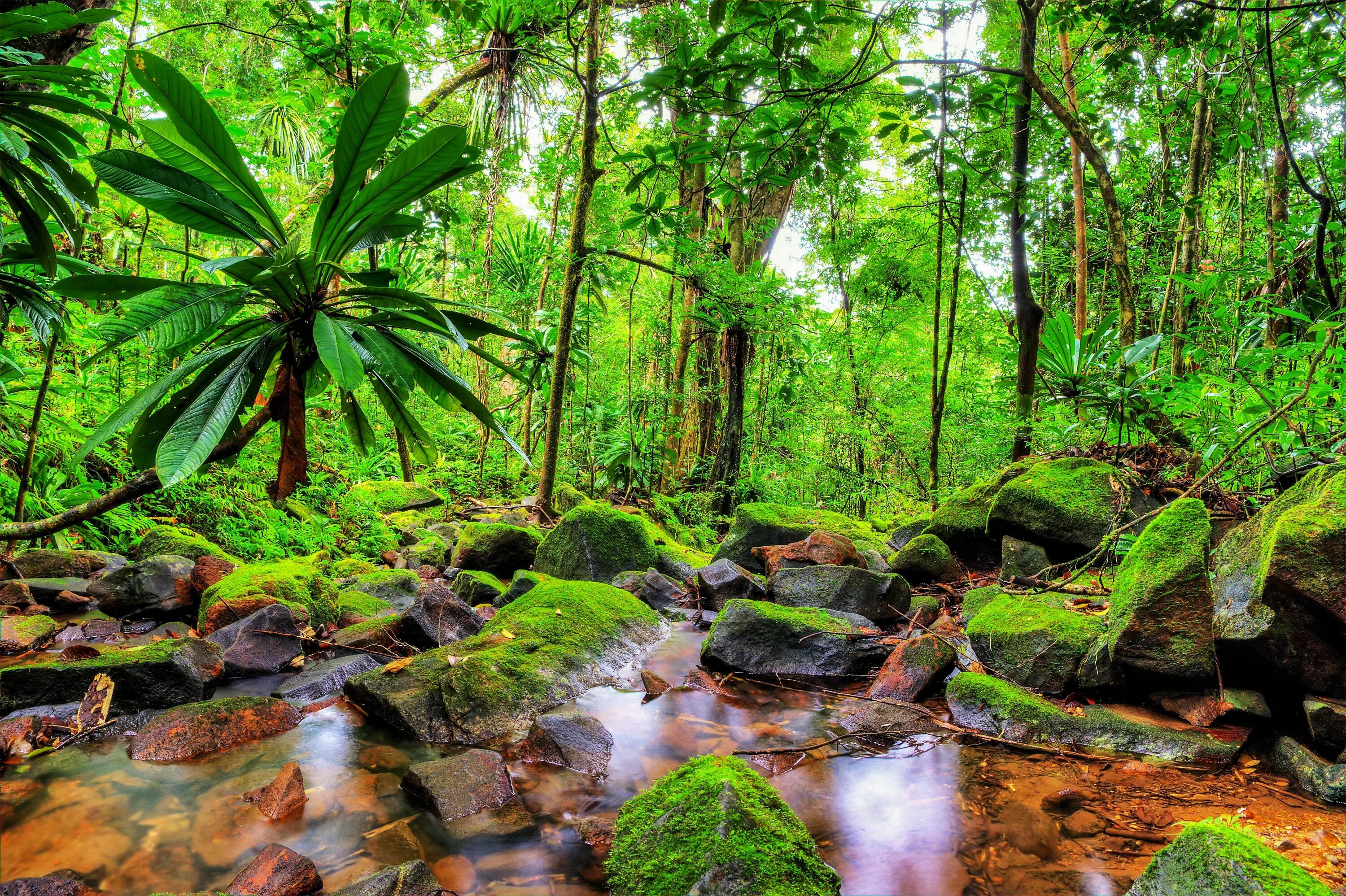 Предпочитают тенистые влажные местообитания. Тропические леса Ацинананы Мадагаскар. Влажные тропические леса Атсинананы. Тропический лес Дейнтри. Дождевые леса Юго-Восточной Азии.