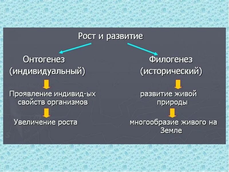 Онтогенез есть повторение филогенеза. Развитие онтогенез и филогенез. Понятие об онтогенезе и филогенезе. Взаимосвязь онтогенеза и филогенеза. Онтогенез и филогенез примеры.