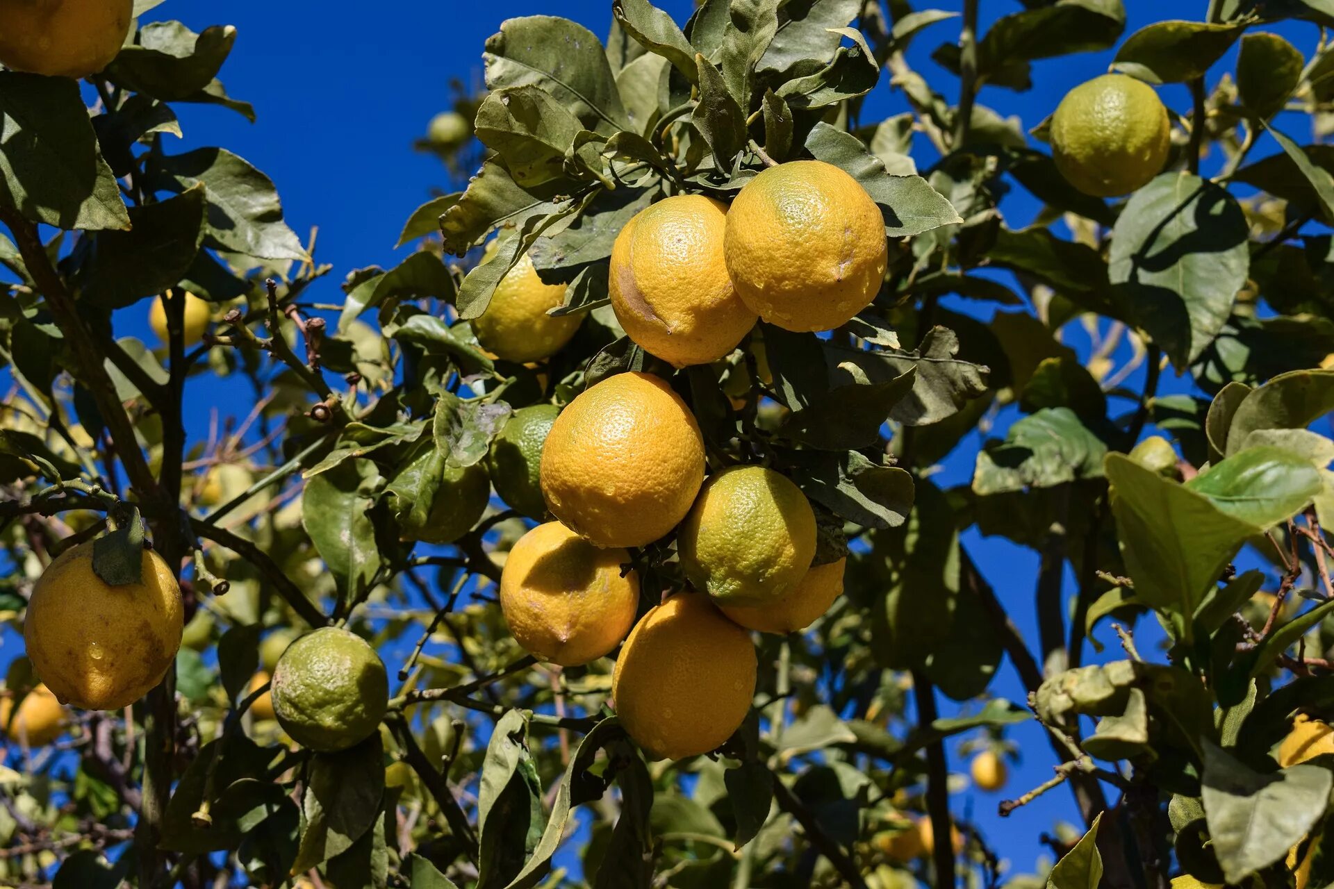 Лимон растет в россии. Лимонные деревья Сицилия. Ветка лимона. Плодовые деревья лимон. Лимон обыкновенный дерево.