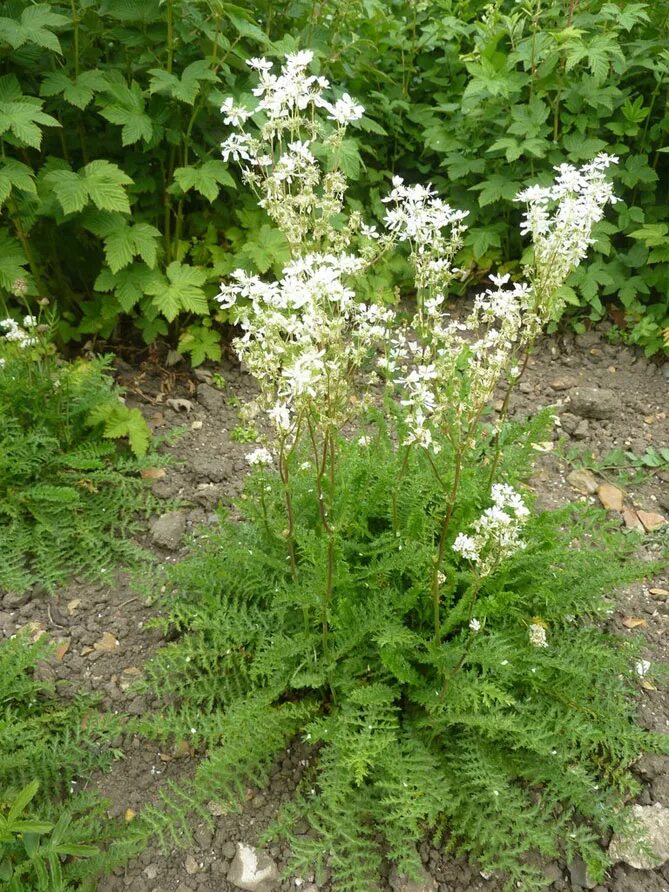 Лабазник шестилепестный. Лабазник Filipendula vulgaris. Таволга шестилепестная. Таволга обыкновенная Filipendula vulgaris. Лабазник обыкновенный