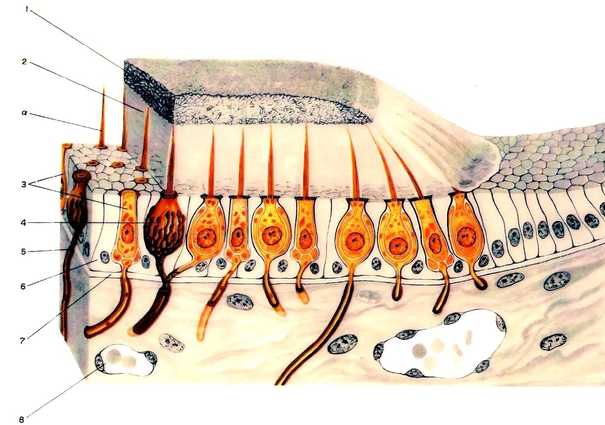Клетки волосков улитки. Макула волосковые клетки. Волосковые клетки гистология. Атталитовая мембрана гистология. Волосковые рецепторные клетки отолитового аппарата.