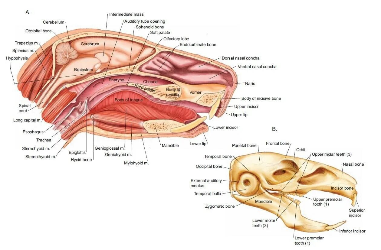 Строение хомяков. Строение органов морской свинки. Анатомия внутренних органов морской свинки. Строение черепа морской свинки. Строение носовой полости морской свинки.