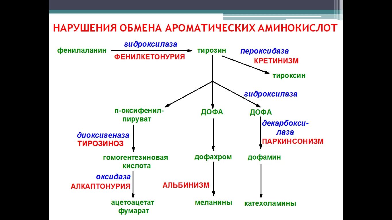 Фенилаланин биохимия. Схема метаболизма ароматических аминокислот. Наследственные патологии обмена фенилаланина и тирозина. Метаболизм фенилаланина. Пути метаболизма фенилаланина и тирозина.