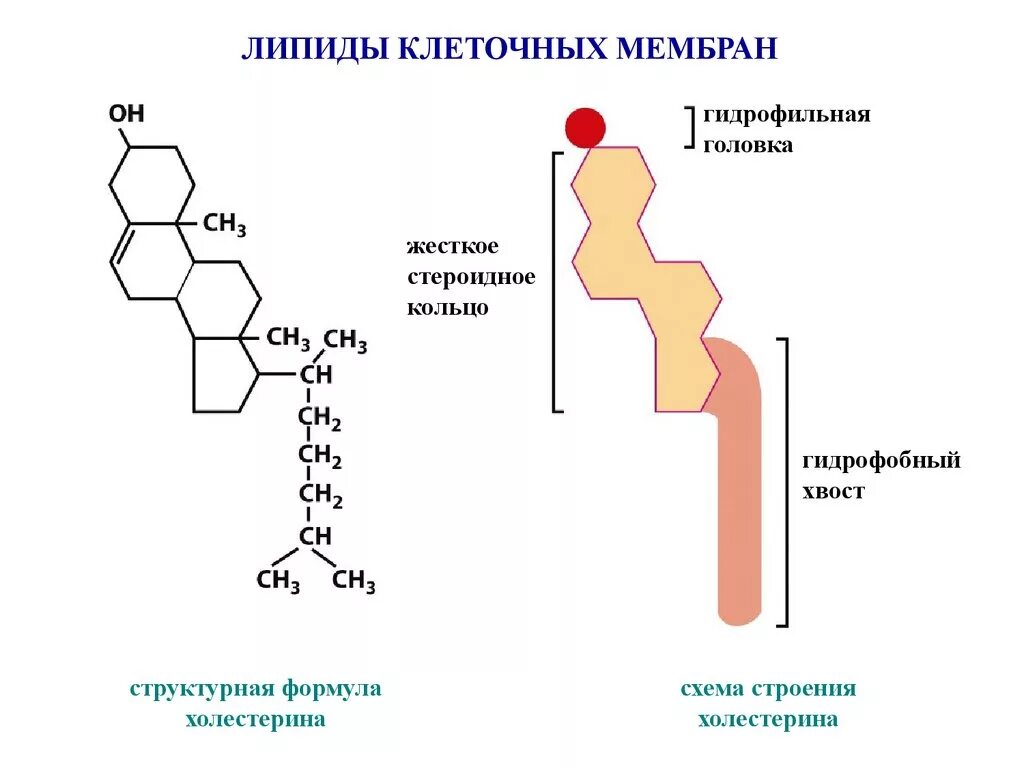 Строение фосфолипида. Строение холестерина биохимия. Фосфолипиды мембраны формула. Холестерол гидрофобная часть и гидрофильная. Липиды холестерин строение.