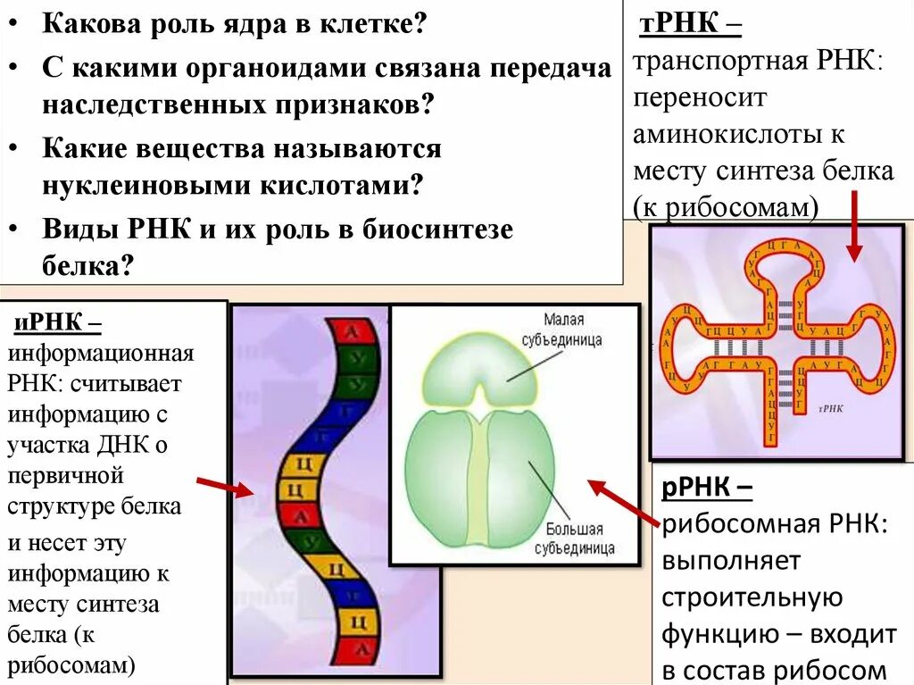 ИРНК ДНК ТРНК функции. Какова роль транспортной РНК. Синтез ТРНК С РНК. Синтез РНК И белков. Синтеза ядерных белков