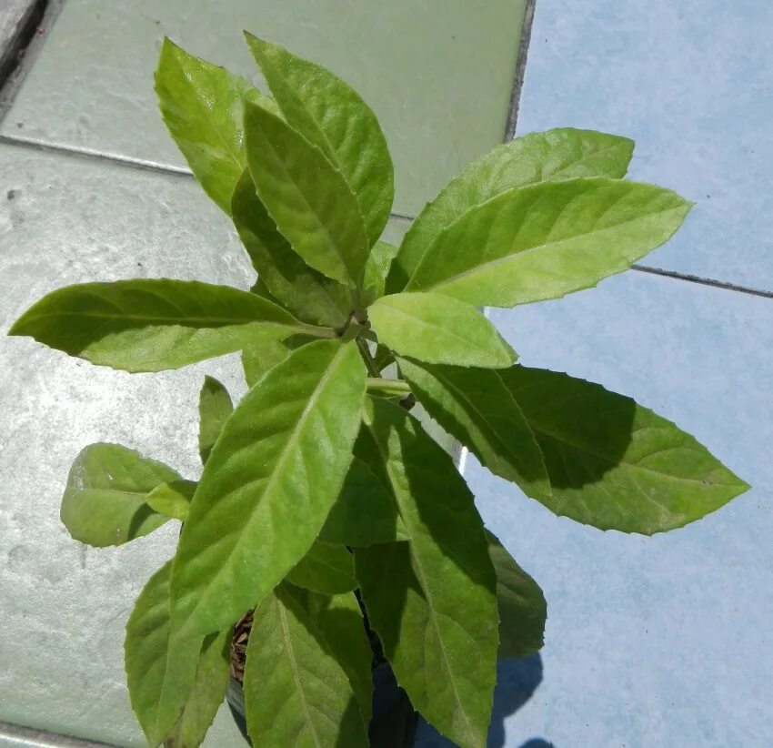 Джинура гинура цветок. Гинура (джинура) распростёртая. Джинура растение описание полезные свойства. Джинура распростёртая. Растения джинура прокумбенс.