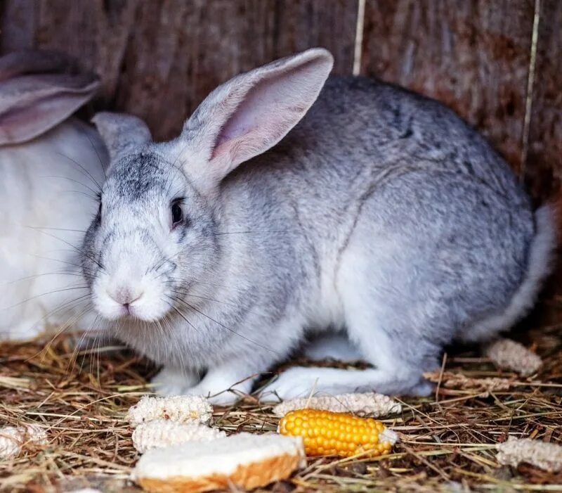 Кормовой кролик. Экзотические кролики. Питание кроликов. Кролик ест кукурузу. Можно давать хлеб кроликам