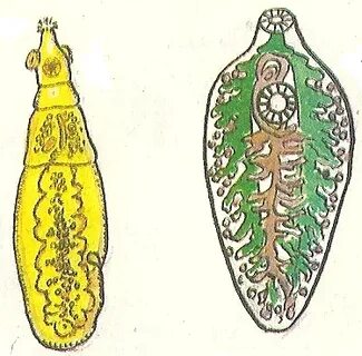 Велосипедте жалаңаш Даша Астафьеваның фотосессиясы.