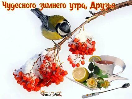 Пожелания с добрым утром с птичками